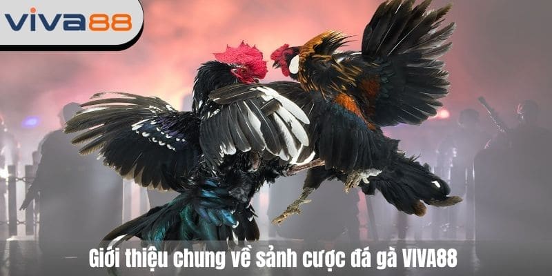 đá gà