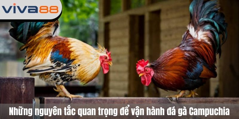 đá gà trực tiếp Campuchia